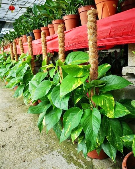 How to Stake Plants in Your Garden to Keep Them Upright.